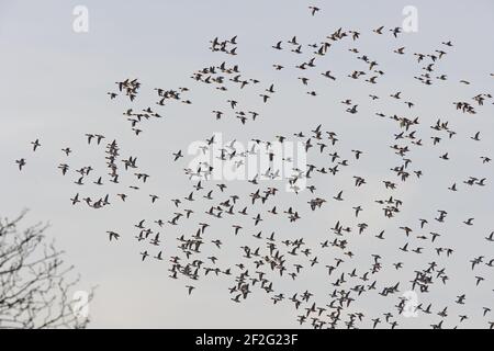 Wieon - Flock in Flight Anas penelope Severn Valley Gloucestershire, Großbritannien BI013103 Stockfoto