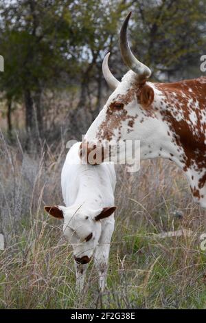 Longhorn Cattle, Texas, USA Stockfoto