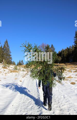 Mann am Weihnachtsbaum holen, Weihnachten, Adventszeit, Weihnachtsbaum, Deutschland, Bayern, Oberbayern, Werdenfels, Mittenwald, Stockfoto