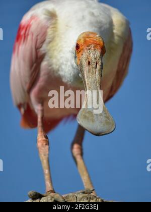 Nahaufnahme des Löffelsaats (Platalea ajaja) Von vorne gesehen mit seinem großen Schnabel am blauen Himmel Hintergrund Stockfoto