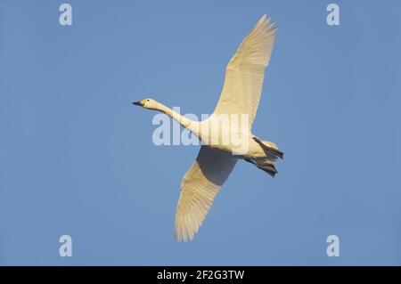 Bewick's Swan - in Flight olor columbianus bevickii WWT Slimbridge Gloucestershire, UK BI013171 Stockfoto