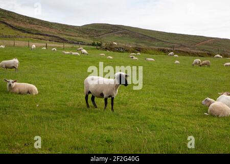 Ein schwarzes Schaf unter Weißen grasen auf einem Hügel in Irland Stockfoto
