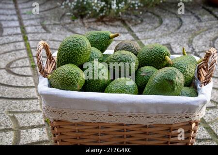 Nahaufnahme eines Picknickkorbes aus Korbweide im Hinterhof voller frisch geernteter hass Avocados aus lokalem Obstgarten. Konzept für selbst gewachsene Produkte Stockfoto