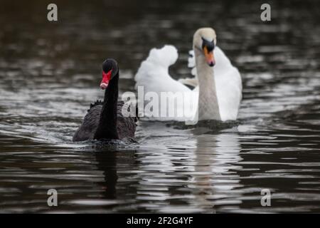 Ein schwarzer Schwan und ein weißer Trompeter-Schwan paaren sich und waten gelassen im See. Stockfoto