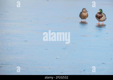 Ein Paar Ente auf Eis für den Winter. Zwei Enten. Nahaufnahme Stockenten Paar, Anas platyrhynchos, männliche und weibliche Entenvogel schwimmen auf See Wasser Stockfoto