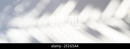 Verschwommener Schatten eines Palmblattes auf weißem Hintergrund. Banner Stockfoto