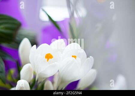 Leuchtend schöne weiße Krokusblüte steht auf der Fensterbank Stockfoto
