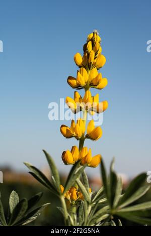 Nahaufnahme einer einzelnen gelben Lupinenblume vor einem weichen blauen Himmel Hintergrund. Vertikales Bild des lupinus arboreus, der in der Natur wächst Stockfoto