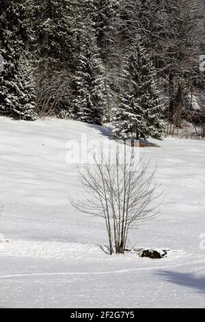 Winterwanderung bei Gerold, bei Klais, Europa, Deutschland, Bayern, Oberbayern, Werdenfels, Winter, Strauch, Busch Stockfoto