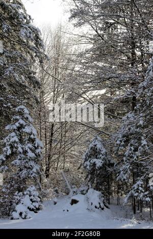 Winterwanderung bei Gerold, bei Klais, Europa, Deutschland, Bayern, Oberbayern, Werdenfels, Winter im Wald Stockfoto