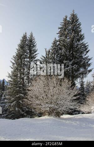 Winterwanderung bei Gerold, bei Klais, Europa, Deutschland, Bayern, Oberbayern, Werdenfels, Winter, Haselnussbusch Stockfoto