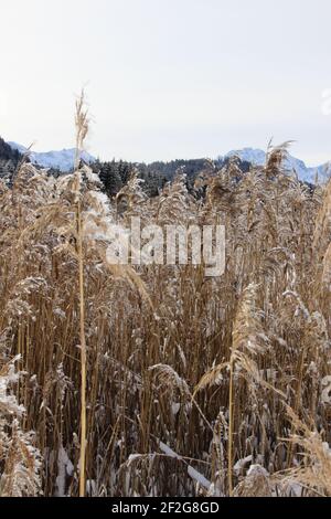 Winterwanderung bei Gerold, bei Klais, Europa, Deutschland, Bayern, Oberbayern, Werdenfels, Winter, gefrorenes Schilf Stockfoto