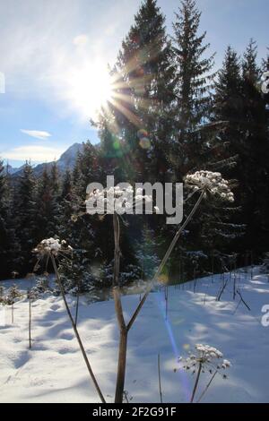 Winterwanderung bei Mittenwald, bei Elmau, Klais, Europa, Deutschland, Bayern, Oberbayern, Werdenfels, Winter, ausgetrocknete Pflanze mit Rimflecken in der Hintergrundbeleuchtung Stockfoto