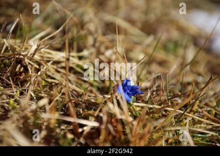 Winterwanderung bei Mittenwald, bei Elmau, Klais, Europa, Deutschland, Bayern, Oberbayern, Werdenfels, Winter, Frühling Enzian, Schuster, Schuster Nägel, Schornsteinfeger, Himmelsbläueli, Herrgottsliechtli, Tintabluoma Himmelsstengel, Gentiana verna Stockfoto