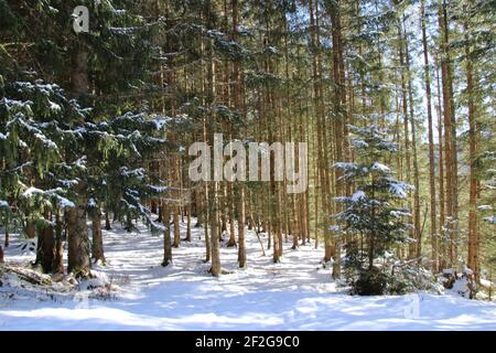 Winterwanderung bei Mittenwald, bei Elmau, Klais, Europa, Deutschland, Bayern, Oberbayern, Werdenfels, Winter, Blick in den Wald, Stockfoto
