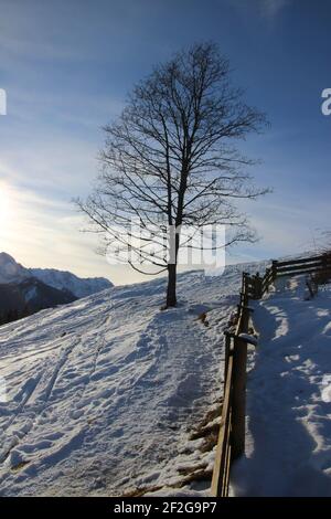 Winterwanderung bei Mittenwald, Elmau, Klais, Europa, Deutschland, Bayern, Oberbayern, Werdenfels, Winter, Ahornbaum im hellen Sonnenlicht, stimmungsvoll, Holzzaun Stockfoto