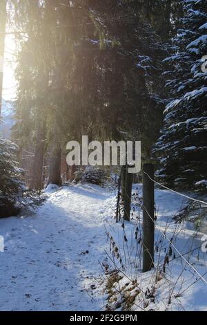 Winterwanderung bei Mittenwald, Elmau, Klais, Europa, Deutschland, Bayern, Oberbayern, Werdenfels, Winter, Waldweg im Hintergrund, stimmungsvoll Stockfoto