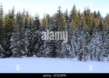 Winterwanderung bei Mittenwald, Elmau, Klais, Europa, Deutschland, Bayern, Oberbayern, Werdenfels, Winter, Raureif auf den Bäumen, Wald Stockfoto