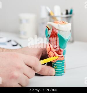 Der Arzt zeigt die vergrößerte Schilddrüse auf ein anatomisches Modell, Nahaufnahme. Behandlung von Schilddrüsenerkrankungen Stockfoto