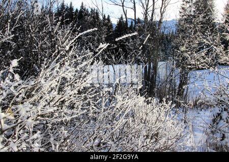 Winterwanderung bei Mittenwald, Elmau, Klais, Europa, Deutschland, Bayern, Oberbayern, Werdenfels, Winter, Strauch mit Reif Stockfoto