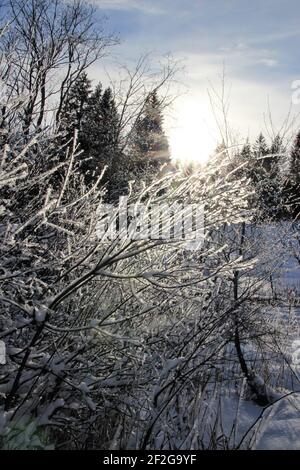 Winterwanderung bei Mittenwald, Elmau, Klais, Europa, Deutschland, Bayern, Oberbayern, Werdenfels, Winter, Winterwanderung, Strauch mit Reif Stockfoto