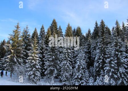 Winterwanderung bei Mittenwald, bei Elmau, Klais, Europa, Deutschland, Bayern, Oberbayern, Werdenfels, Winter, Stockfoto