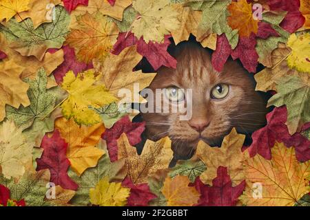 Niedliche Ingwer Katze Blick durch ein Loch in bunten Herbstblättern. Stockfoto