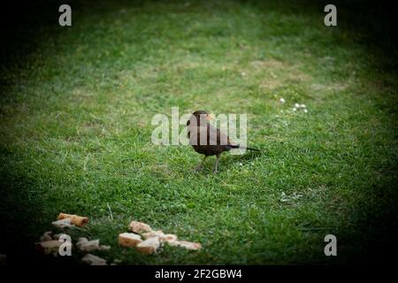 Ein Haussparrow Fütterung im Garten Stockfoto