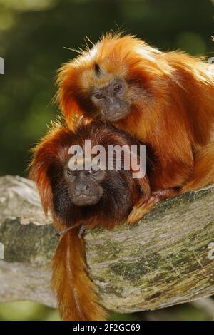 Goldener Löwe TamarinLeontopithecus rosalia rosalia Apenheul Niederlande MA001478 Stockfoto