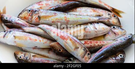 Frischer roter Meerbarsch ist bereit zum Kochen. Stockfoto