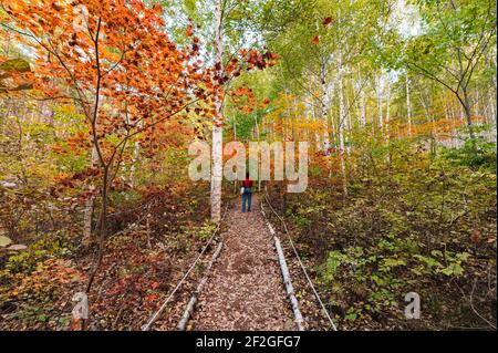 Tourist Frau steht in Birkenwald mit bunten Ahorn im Inje Nationalpark, Südkorea Stockfoto