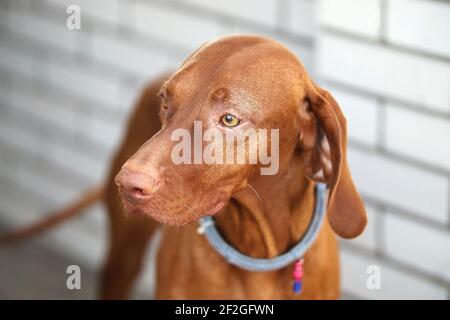 Schöne ungarische vizsla Hund Porträt auf grauem Hintergrund. Braunes Familienhund-Banner. Stockfoto