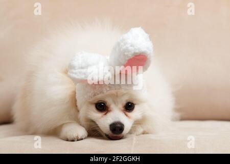 Weiße Pommern in den Ohren eines Osterhasen. Der Hund liegt auf der Couch und schaut auf die Kamera. Stockfoto