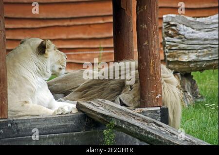 Weißer Löwe im Wildtierschutzgebiet - weiße Löwen sind heilige Tiere, sie geboren extrem selten Stockfoto