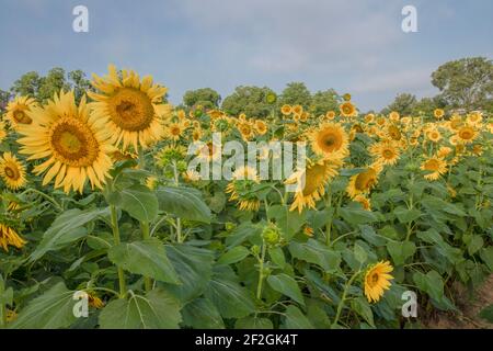 Sonnenaufgang am frühen Morgen über einem Sonnenblumenfeld im Nordosten Louisianas Stockfoto