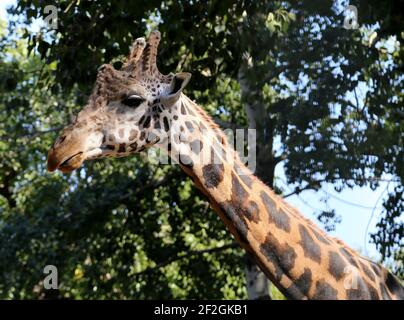 Schönes Nahaufnahme Foto von jungen männlichen Giraffe Stockfoto