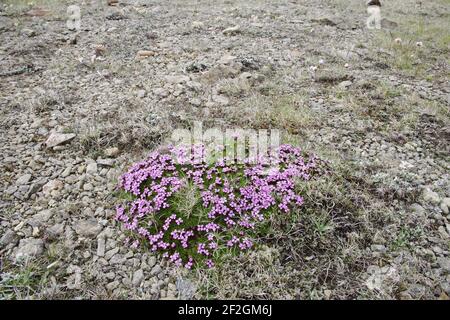 Moss CampionSilene acualis Keen of Hamar National Nature Reserve Unst, Shetland, UK PL001286 Stockfoto