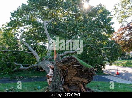 Blick auf einen Baum, der während eines Sturms mit seinen Wurzeln in der Luft hochgeklungen und über einer Auffahrt liegend überwehte. Stockfoto