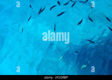 Fisch auf blauem Hintergrund im Roten Meer Stockfoto