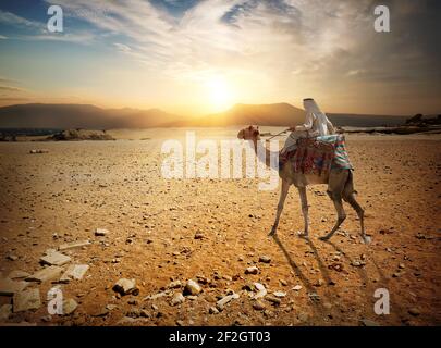 Beduinen reitet auf einem Kamel durch sandige Wüste Stockfoto