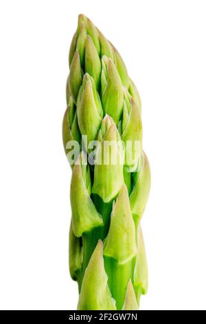 Roher Spargel auf weiß isoliert. Hochwertige Fotos Stockfoto