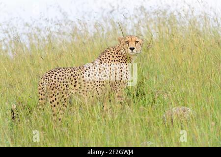 Gepard (Acinonyx jubatus) steht im hohen Gras, schaut sich um, Masai Mara National Reserve, Kenia, Afrika Stockfoto