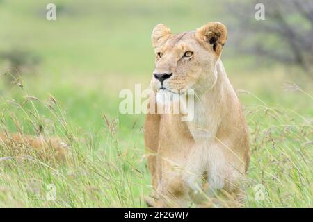 Löwin (Panthera leo) steht im hohen Gras auf Savanne, in der Nähe, Masai Mara National Reserve, Kenia. Stockfoto