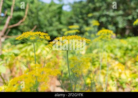 Gewürze und Kräuter. Regenschirm blühenden gelben Dill-Blumen close-up.Vegetation ist im Hintergrund. Konzept der Gartenarbeit und Ernte. Stockfoto