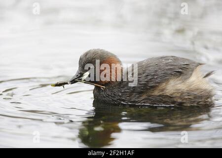 Little Grebe - Catching Caddis Fly Larvae Tachybaptus ruficollis Derbyshire, UK BI013417 Stockfoto