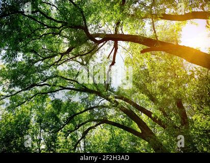 Ahornbäume im Morgengrauen von der Sonne beleuchtet Stockfoto