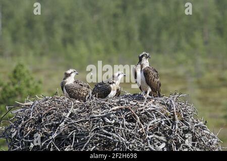 Fischadler - Weibchen auf Nest mit Küken Pandion haliaetus Finnland BI014895 Stockfoto