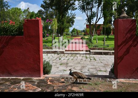 Pfauen am Eingang der legendären Hacienda de Gogorrón im Kolonialstil in San Luis Potosí, Mexiko. Stockfoto
