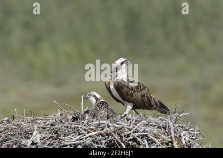 Fischadler - Weibchen auf Nest mit Küken Pandion haliaetus Finnland BI014904 Stockfoto