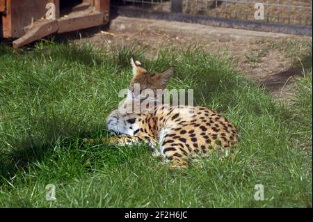 Serval in Ruhezeit Stockfoto